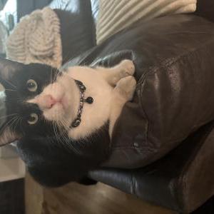 Lost Cat Sylvester