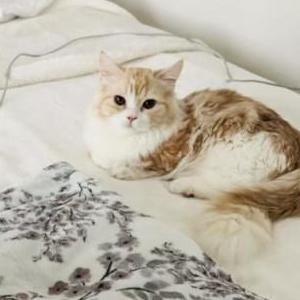 Lost Cat Loki