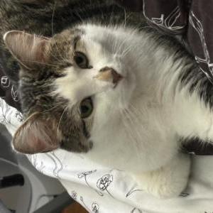 Lost Cat Remy