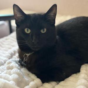 Lost Cat Binx