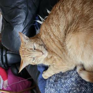 Lost Cat Scarlyface