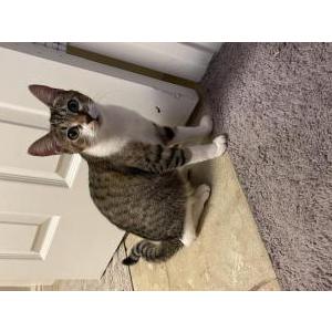 Lost Cat Mina