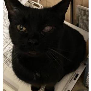 Lost Cat Livingstone
