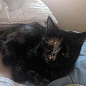 Lost Cat Ceecee