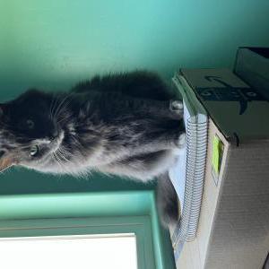 Lost Cat Sasha