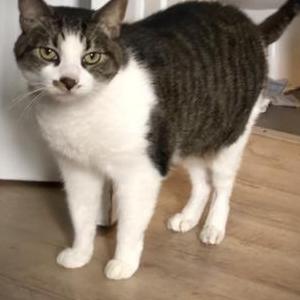 Lost Cat James