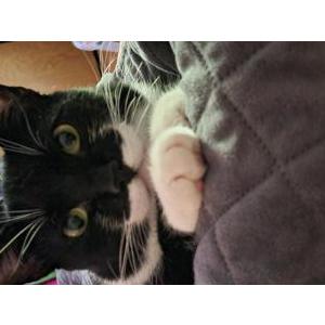Lost Cat Oreo