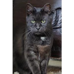 Image of Panther, Lost Cat
