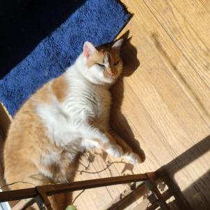 Lost Cat Mercy