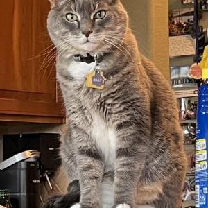 Lost Cat Billy