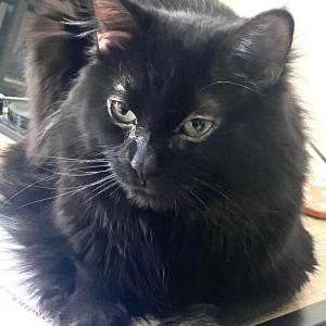 Lost Cat Mister P.P Pants