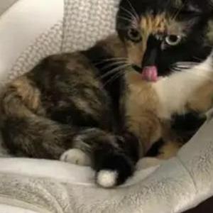 Lost Cat Burglekutt