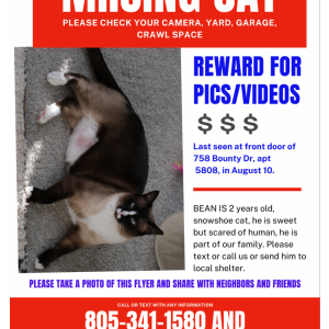 Lost Cat Bean