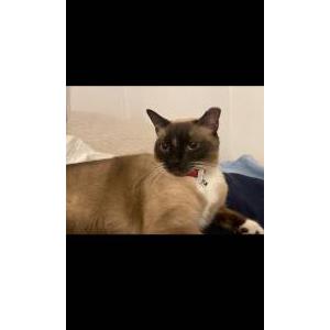 Lost Cat Beepins