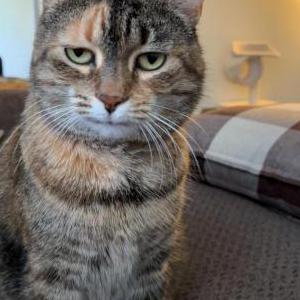 Lost Cat Beesly