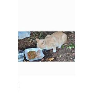 Found Cat Unknown