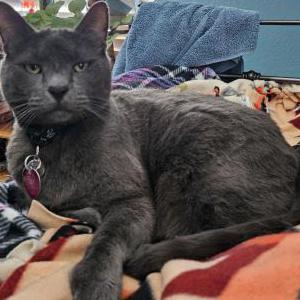 Lost Cat Buster