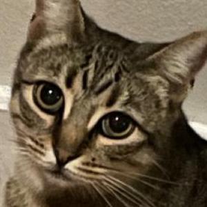 Lost Cat Luna