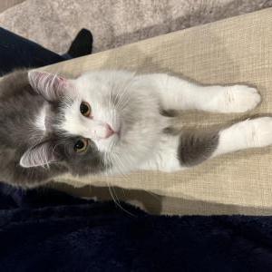 Lost Cat Valentino