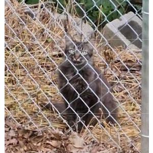 Found Cat unknown