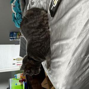 Lost Cat Bonez