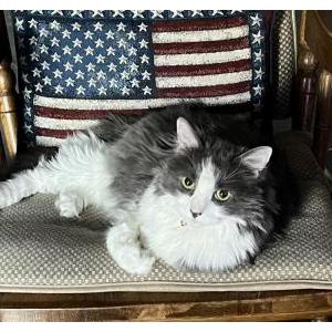Lost Cat Blue