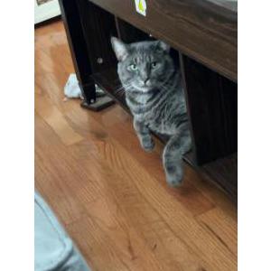 Lost Cat Smokey