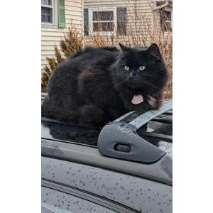 Lost Cat KittyKin