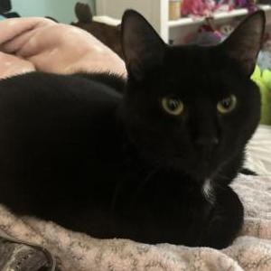 Lost Cat Ping