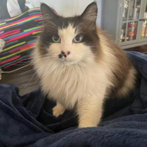 Lost Cat Fen