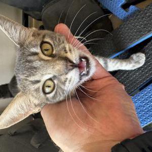 Found Cat Unlnown