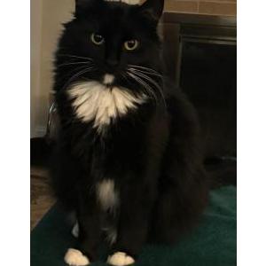 Lost Cat Adele
