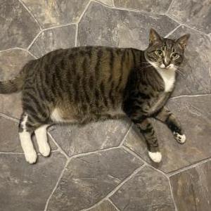 Lost Cat Pippy