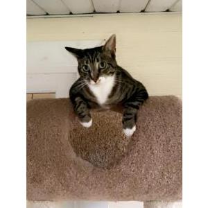 2nd Image of Pippy, Lost Cat