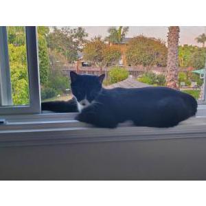 Lost Cat Ruffles
