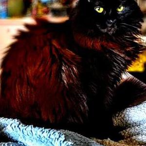 Lost Cat Bella