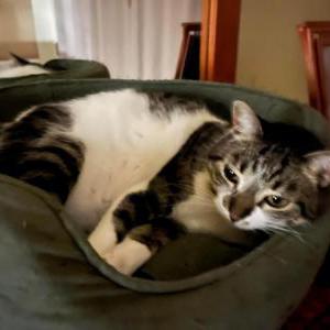 Lost Cat Oreo