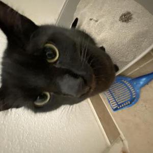 Lost Cat Pluto