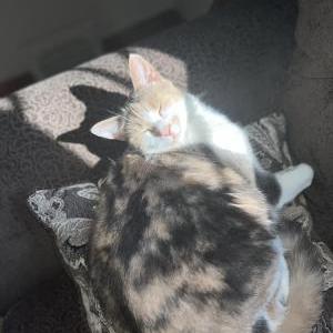 Lost Cat scrumptious