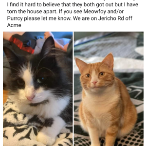 Lost Cat Meowfoy and Purrcy