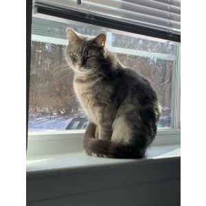 Lost Cat Trixie
