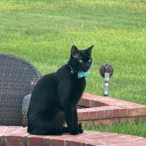 Lost Cat Jiji