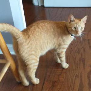 Found Cat unknown