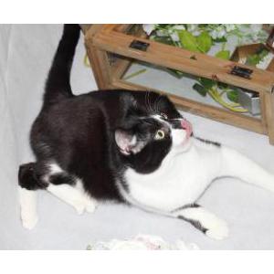 Lost Cat Aloo