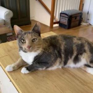 Lost Cat Peaches