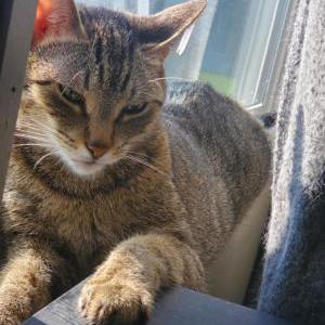 Lost Cat Calypso