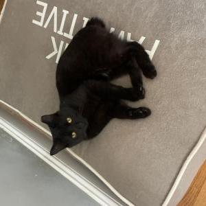 Image of T’Challa, Lost Cat