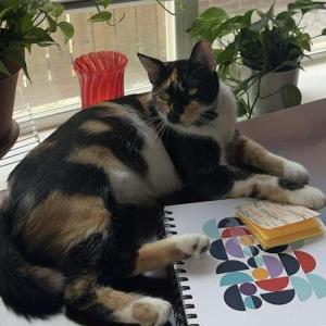 Lost Cat Nola