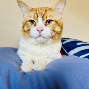 Lost Cat Mango
