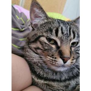 Lost Cat Mi Mi
